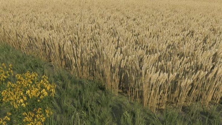 Wheat Texture v1.0 FS22 Mod | Farming Simulator 22 Mod